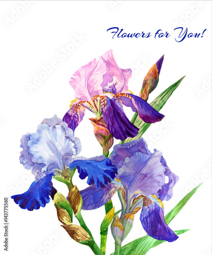 Blue irises. Watercolor flowers  © Natalia Piacheva