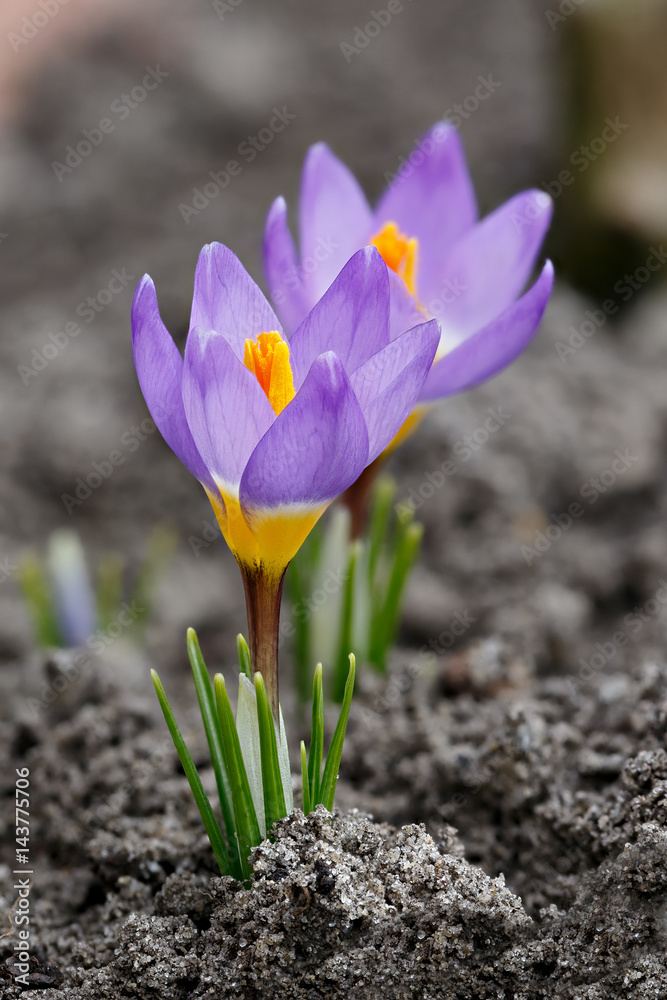 Blooming crocuses in spring garden. Flowers on the ground. Blooming crocuses in spring garden. Flowers on the ground.