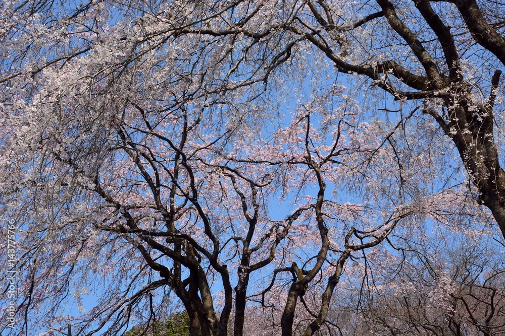 Japanese weeping cherry blossoms under blue sky Japanese weeping cherry blossoms under blue sky