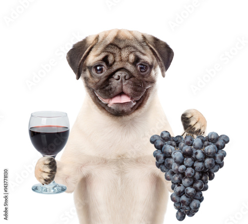 Dog holding a grape and wineglass. isolated on white background © Ermolaev Alexandr