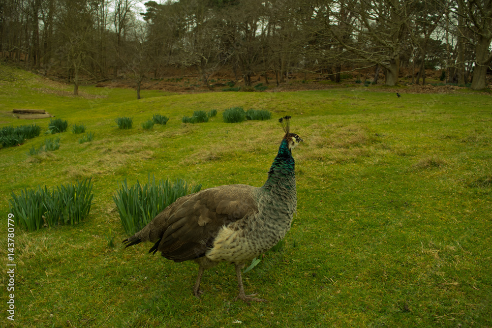 Peacock, Peahen