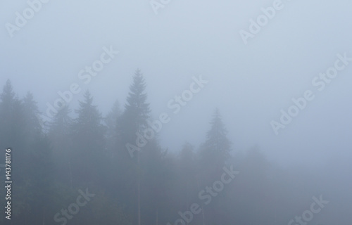 Forest's trees in blue mist 