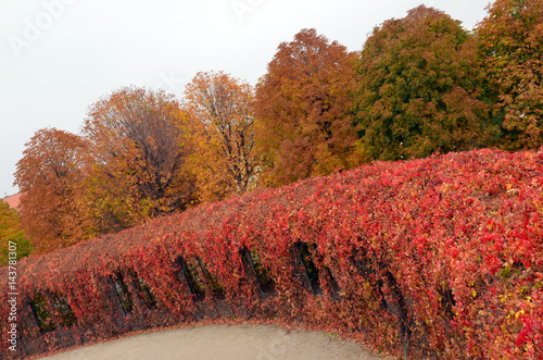 Autumn landscape in Botanischer Garten Schnbrunn, Austria photo