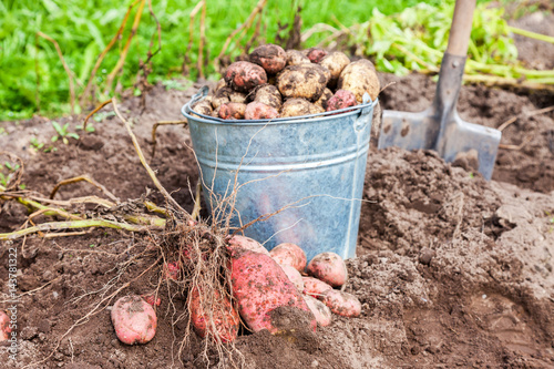 Freshly dug potatoes in metal bucket and shovel on the plantation in sunny summer day