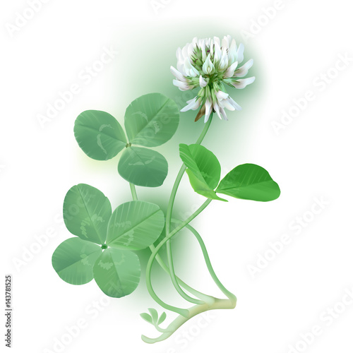 White Clover - Trifolium.
Hand drawn vector illustration of a white clover flower, quarter foil and regular leaves on white background.