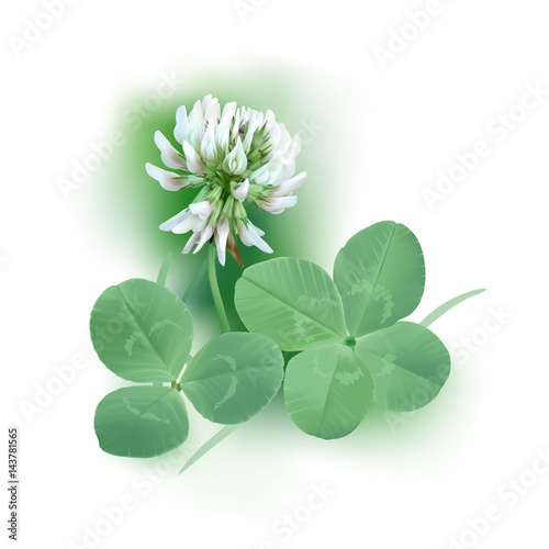 White Clover - Trifolium.
Hand drawn vector illustration of a white clover flower, quarter foil and regular leaf mixed with grass blades, on white background.