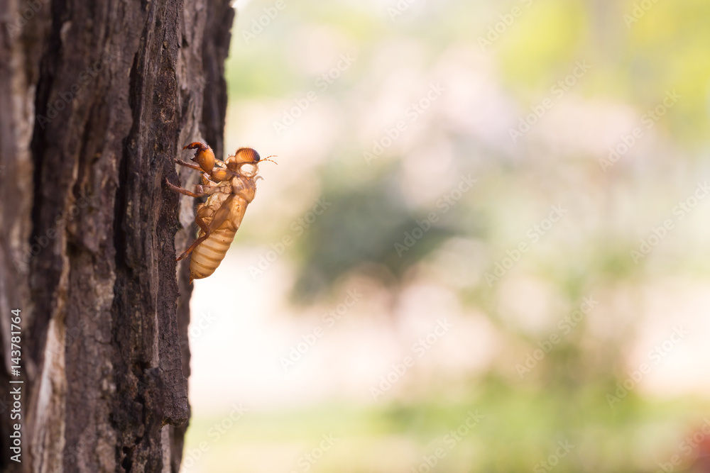 Cicada moulting on rustic old wood with copy space. Design for background Cicada moulting on rustic old wood with copy space. Design for background