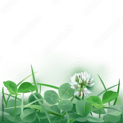 White Clover - Trifolium.
Hand drawn vector illustration of a white clover flower and leaves mixed with grass blades, on white background.