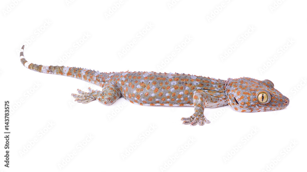 Fototapeta premium gecko isolated on white background