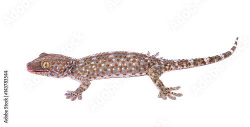 gecko isolated on white background