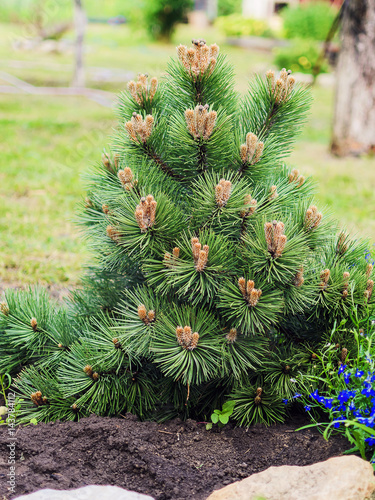 decorative dwarf pine grows in the garden.