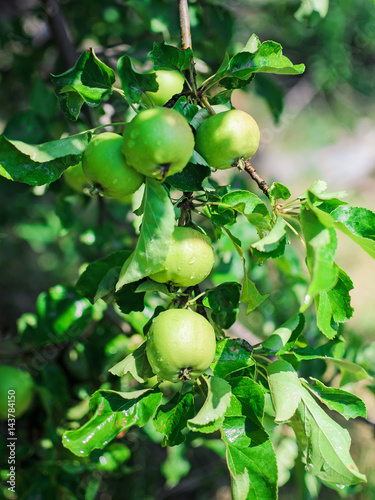 Green apples on a branch in summer in the garden