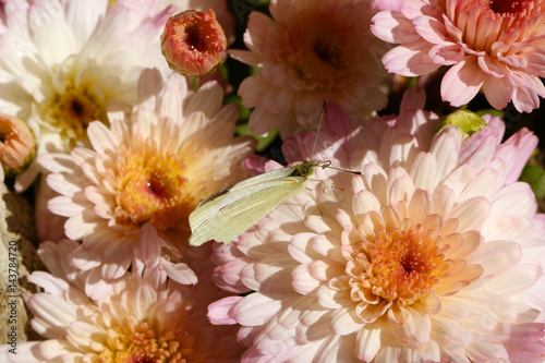 pink and orange flowers with white butterfly close-up