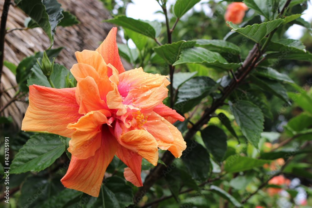 orange hibiscus orange hibiscus