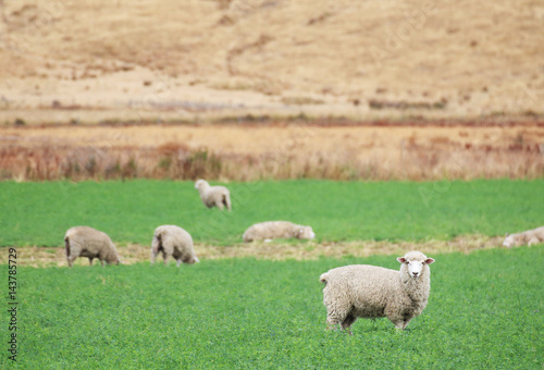 Sheep on a field