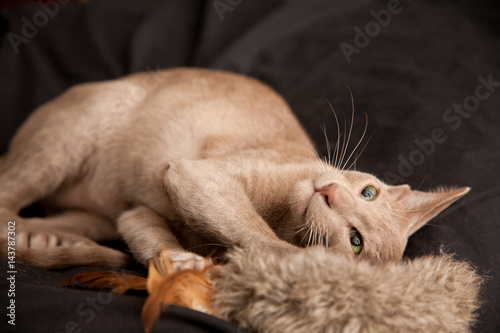 Quadro su tela Lilac Oriental Shorthair kitten playing