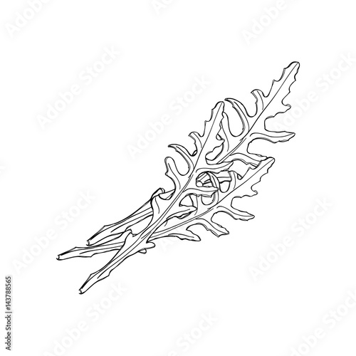 Hand drawn arugula