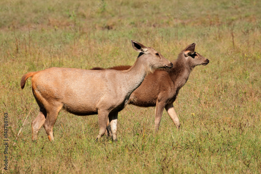 Two female sambar deer (Rusa unicolor), Kanha National Park, India.