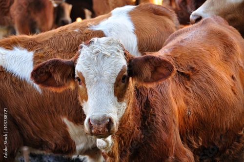 фотографія How now brawn cow example