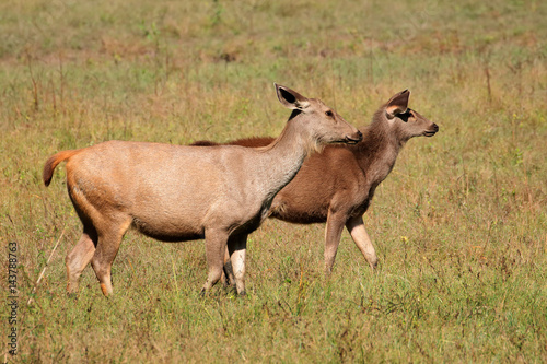 Two female sambar deer  Rusa unicolor   Kanha National Park  India.