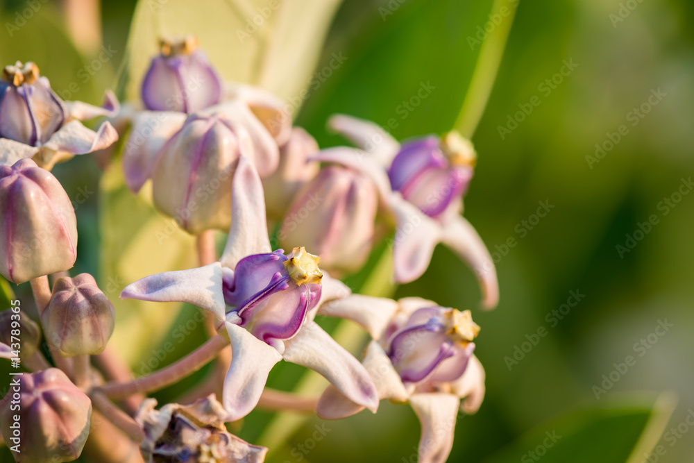 Obraz premium Pink crown flower