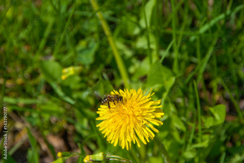 Ape sul fiore Ape sul fiore