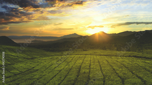 Tea plantation in the morning