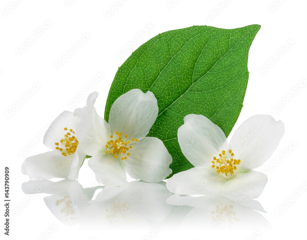 Obraz premium Jasmine flowers