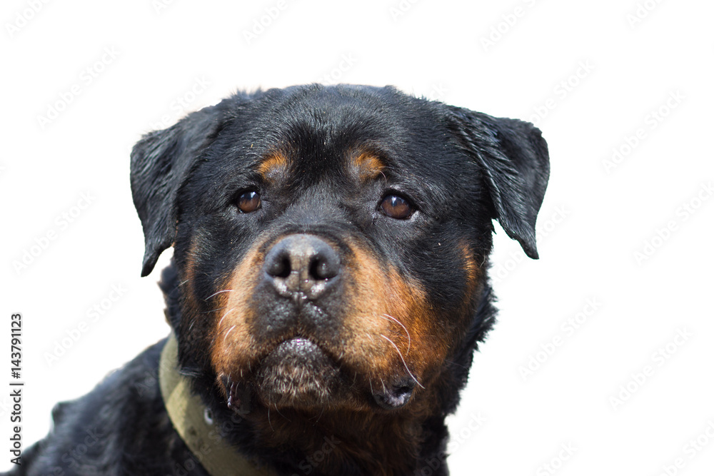 Rottweiler dog portrait close-up, isolated on white Rottweiler dog portrait close-up, isolated on white