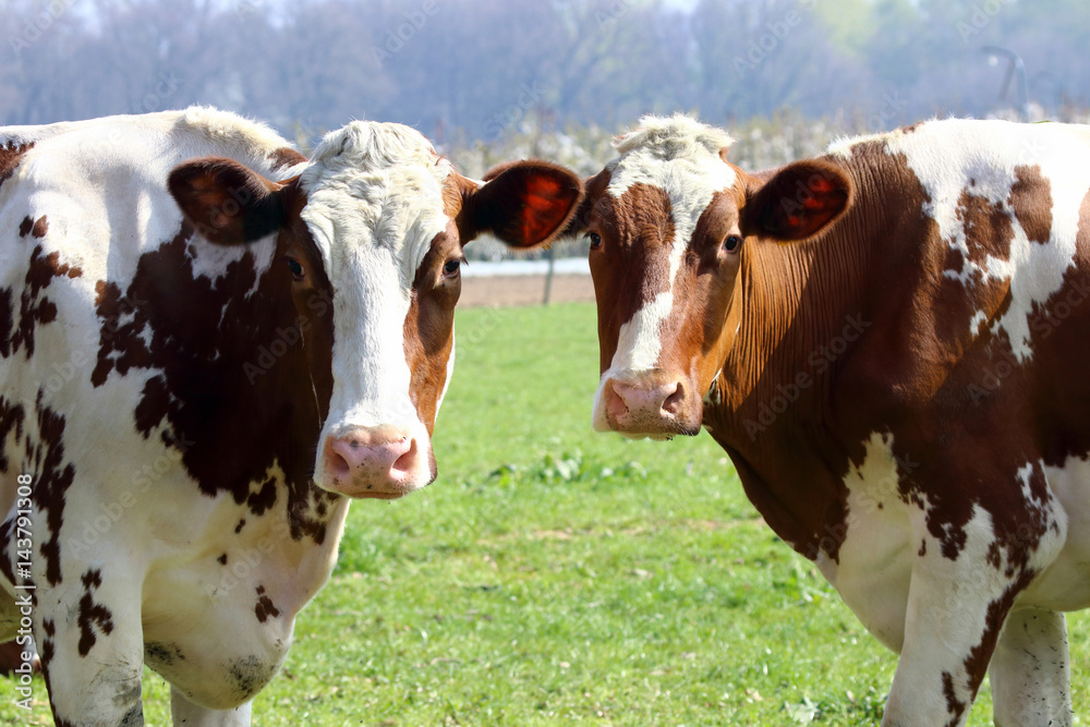 Herd animals such as cattle are very social animals Herd animals such as cattle are very social animals