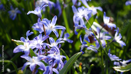 Blue spring flowers in bloom