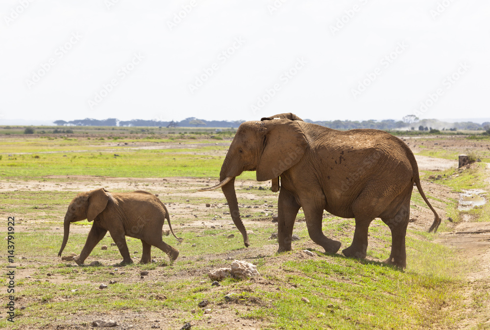 Fototapeta premium Elephants in Kenya