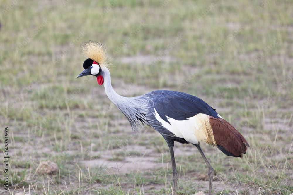 Fototapeta premium Grey Crowned Crane, Kenya