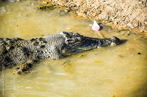 Crocodile photo