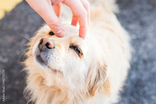 Slika na platnu owner caressing gently her dog