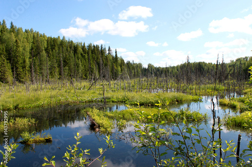 Russia. Karelia. Bog with blue water and forest on blue sky background. Horizontal view.