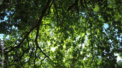 Green late summer tree low angle view with sunlight through branches in deciduous forest in the Czech Republic.