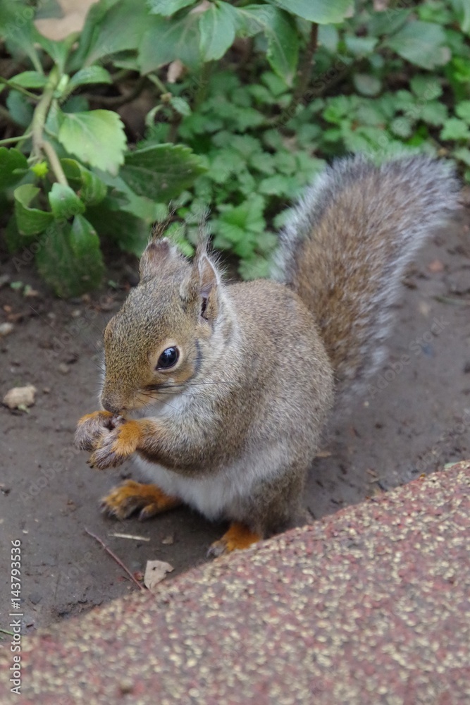 Fototapeta premium squirrel