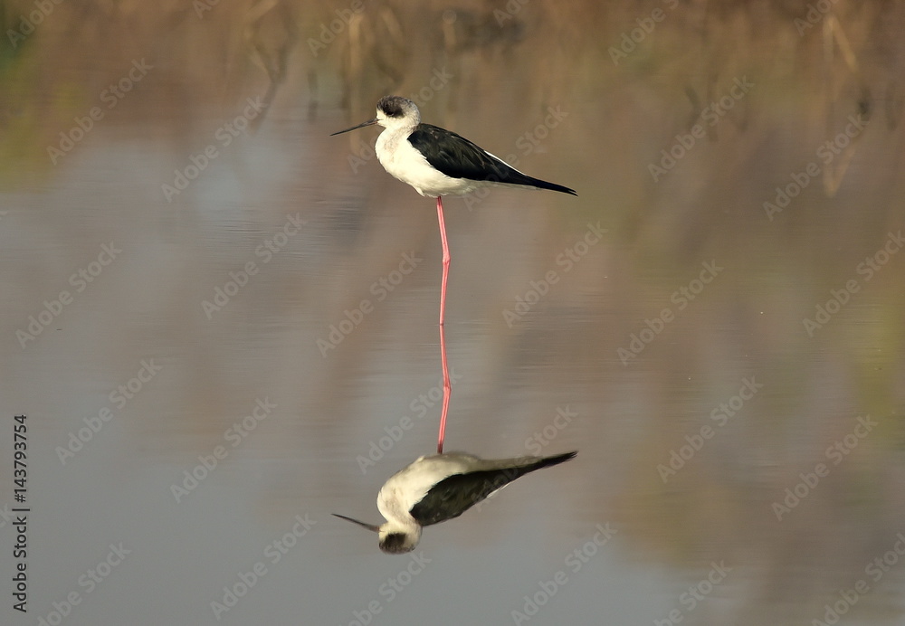 Reflection of Black winged stilt Reflection of Black winged stilt