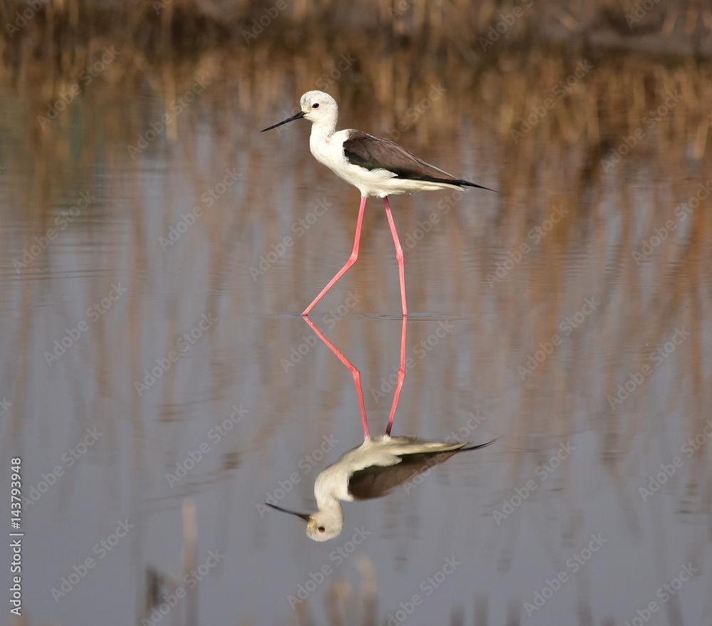 Obraz premium Reflection of Black winged stilt