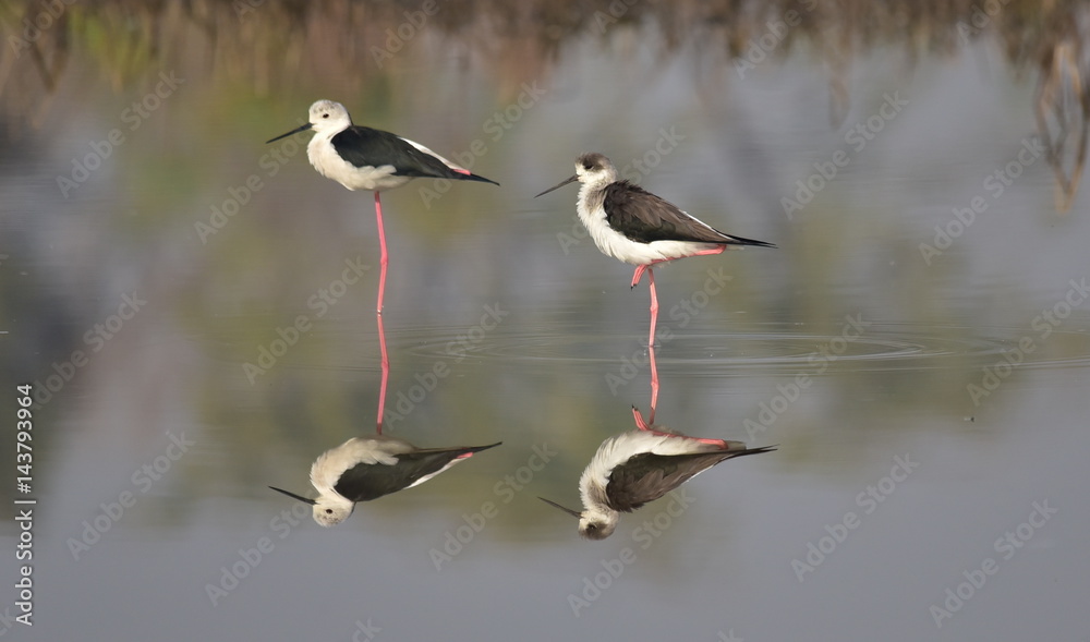 Reflection of Black winged stilt Reflection of Black winged stilt