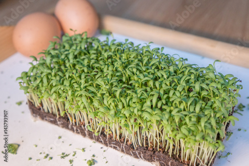 The easter cress with eggs background