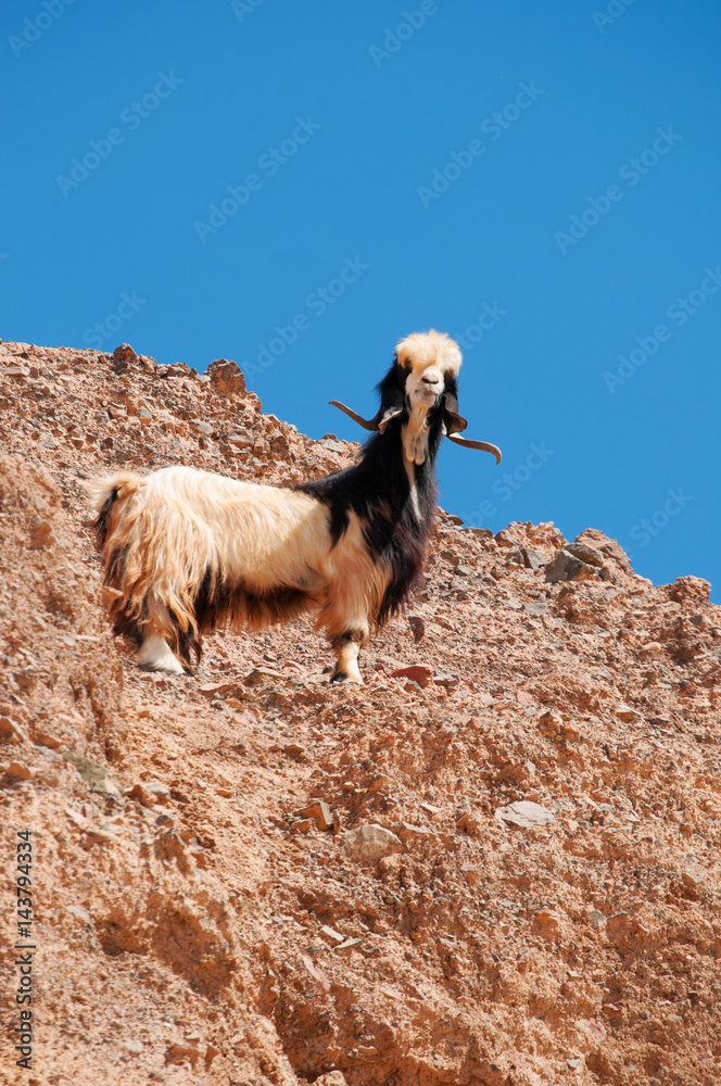 Medio Oriente, 10/03/2013: una capra arrampicata su una roccia nella Riserva Biosfera di Dana, la più grande riserva naturale della Giordania