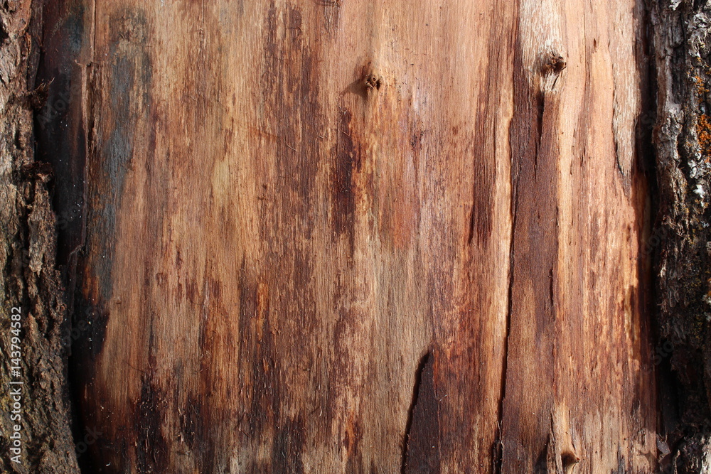 Obraz premium tree texture