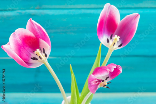 Withered pink tulips in a white vase  fallen petals on a blue wooden background