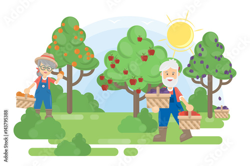 Couple in garden. Senior farmers grow the trees with fruits.