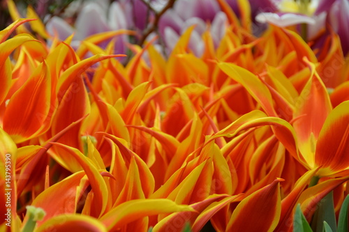 Bright beautiful flame flowers