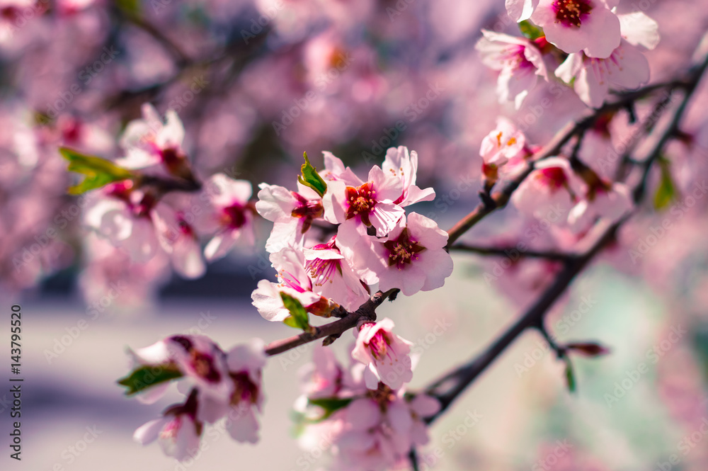 Sakura flowers or soft focus cherry blossom on nature background Sakura flowers or soft focus cherry blossom on nature background