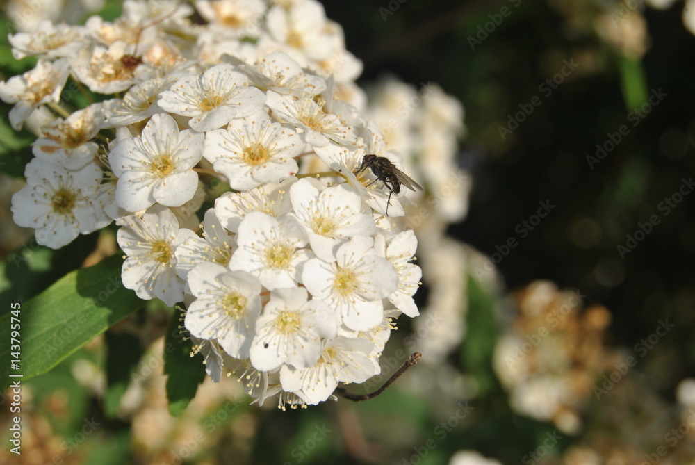 Mosca, inseto pousado num ramo de flores brancas de primavera Mosca, inseto pousado num ramo de flores brancas de primavera