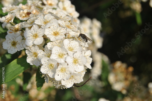 Mosca, inseto pousado num ramo de flores brancas de primavera